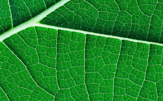 Up close macro shot of a healthy green leaf.